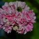 Pelargonium Yug: cechy odmian i uprawy
