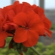 Pelargonium: caractéristiques, variétés, culture