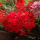 Pelargonium Quantum: cechy i opis odmian