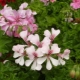 Bluszcz pelargonii: cechy odmian, zasady sadzenia, pielęgnacji i rozmnażania