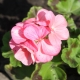 Pelargonium Rafaella: opis i uprawa