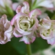 Pelargonium rosebud: opis odmian i cech pielęgnacji