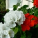 Strefa pelargonii: odmiany, zasady sadzenia i cechy pielęgnacyjne