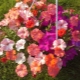 Petunia Amore Mio: opis i uprawa