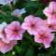 Petunia 