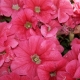 Petunia Dreams: opis i opieka