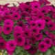 Petunia Gioconda F1: cechy, rodzaje i uprawa