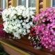 Petunia grandiflora: cechy, rodzaje i uprawa