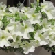 Petunia Eagle: opis i tajemnice uprawy
