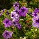 Petunia Easy wave: odmiany i cechy pielęgnacji