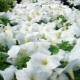 Petunia 