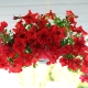 Petunia Marco Polo