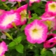 Petunia Merlin: opis i zasady opieki