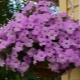 Petunia Picobella: opis i opieka