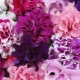 Petunia Piruette: opis i uprawa odmian
