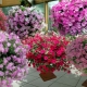 Petunia Spherica: opis i pielęgnacja