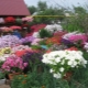 Petunia: gatunek, uprawa w domu i choroby