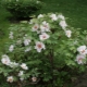 Peony Roca: popularne odmiany i cechy uprawy