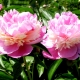 Sorbet Peony: opis i uprawa