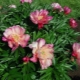 Piwonie Julia Rose: opis odmiany i cechy uprawy