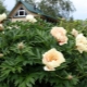 Diamenty Peonies Canari: opis odmiany, subtelności sadzenia i pielęgnacji
