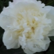 Deser Peonies Laura: opis odmiany, subtelności sadzenia i pielęgnacji