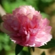 Peonies Salmon Glory: opis odmiany, subtelności sadzenia i pielęgnacji