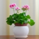Dlaczego geranium nie kwitnie i co robić?