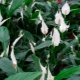 Dlaczego liście spathiphyllum żółkną i co z tym zrobić?
