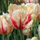 Tulipany papugi: odmiany, zasady sadzenia i pielęgnacji
