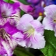 Popularne odmiany streptocarpus