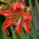 Popularne rodzaje i odmiany hippeastrum