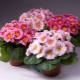 Primula Akaulis: opis i uprawa