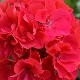 Odmiany pelargonii Bold i ich uprawa