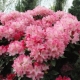 Rododendron: co to jest, zasady sadzenia i pielęgnacji