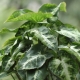 Syngonium: rodzaje i pielęgnacja w domu
