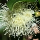 Syzygium: cechy, odmiany i cechy pielęgnacji