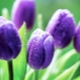 Odmiany fioletowych tulipanów i cechy ich uprawy