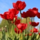 Odmiany i uprawa czerwonych tulipanów