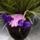 Tillandsia Anita: uprawa i pielęgnacja w domu