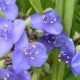 Garden Tradescantia: types, variétés, plantation et entretien