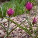 Tulipan karłowaty: cechy, opis odmian i zasady opieki