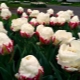 Lody Tulipany: opis i uprawa odmiany