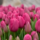 Tulipany Barcelona: opis odmiany i cechy jej uprawy