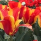 Tulipany Greiga: charakterystyka gatunku i cechy jego uprawy