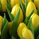 Silne tulipany: odmiany i cechy uprawy