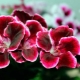 Dbanie o pelargonie (pelargonie) zimą w domu