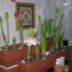 Dbanie o hippeastrum po kwitnieniu w domu