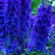 Rodzaje i odmiany delphinium