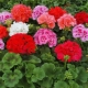 Rodzaje i odmiany geranium